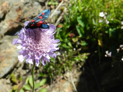 Fauna y flora