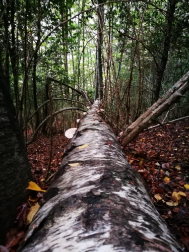 Árbol con hongos